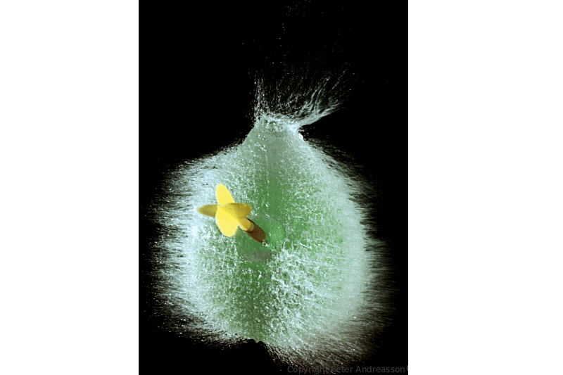 Water-filled balloon get hit by a dart.